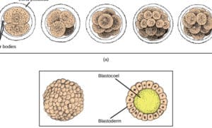 BIOLOGÍA II