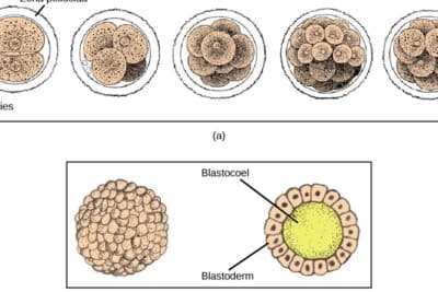 BIOLOGÍA II