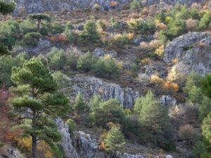 Definición de Bosque mixto