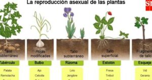 REPRODUCCIÓN ASEXUAL de las PLANTAS: qué es, características ...