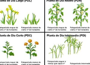 La luz y el desarrollo de las plantas. | El Huerto en la Ciudad