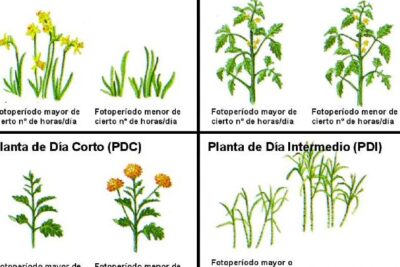 La luz y el desarrollo de las plantas. | El Huerto en la Ciudad