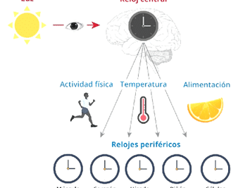 LOS PILARES DE LA SALUD (5/6): BIORRITMOS – CLÍNICA ANCESTRAL ...