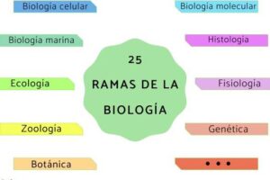 25 ramas de la biología y qué estudian - Conócelas aquí