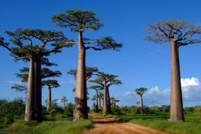 BAOBABS: qué son y características - Información e IMÁGENES