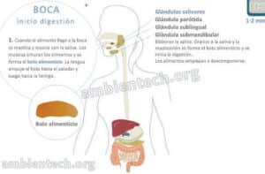 Qué es el bolo alimenticio? - Glosario de ciencias | Ambientech