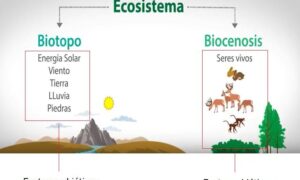 Factores bióticos; Tipos, relaciones, ejemplos y concepto biótico ...