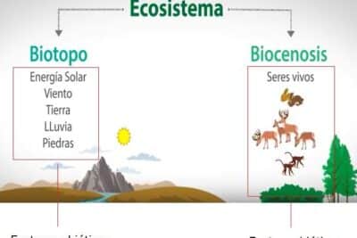 Factores bióticos; Tipos, relaciones, ejemplos y concepto biótico ...