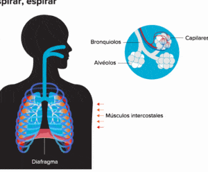 Qué ocurre en el cerebro cuando uno respira? | Knowable Magazine