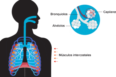 Qué ocurre en el cerebro cuando uno respira? | Knowable Magazine