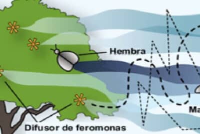 El Uso de Feromonas para el Control de Plagas en Cultivos ...