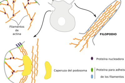 La célula. 7. Citosol. Citoesqueleto. Filamentos de actina. Atlas ...