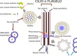 Cilios y flagelos