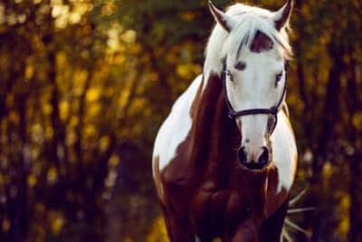 Caballo: características, alimentación, tipos y cuidados