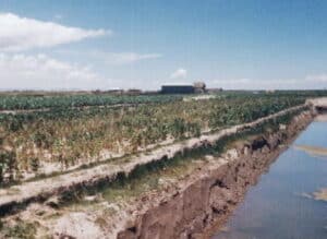 Camellón (agricultura) - Wikipedia, la enciclopedia libre