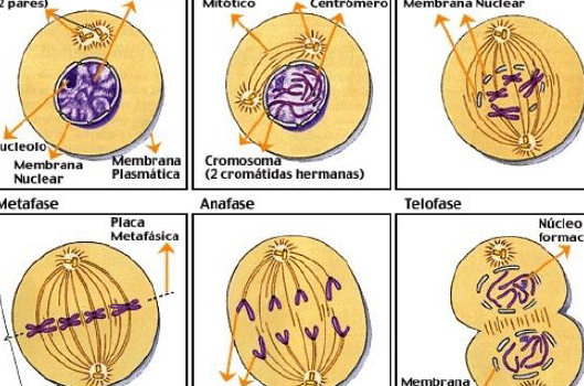 Resumen de la división celular ⭐️ Escuela PCE