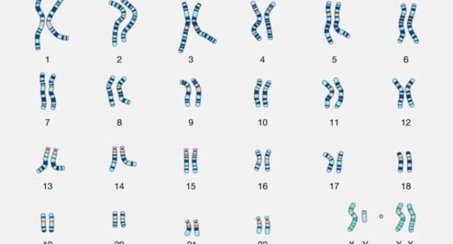 Qué es el cariotipo y cómo se realiza? - Cuestión de Genes