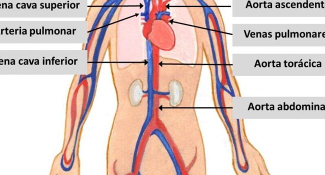 El sistema cardiovascular