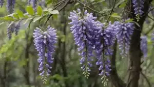 Problemas y Plagas en Glicinia (Wisteria) - Soluciones para ...