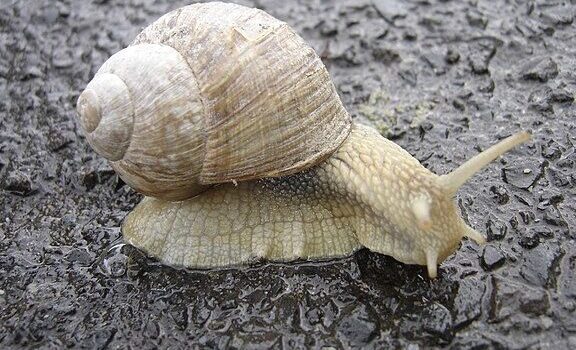 Caracol - Wikipedia, la enciclopedia libre