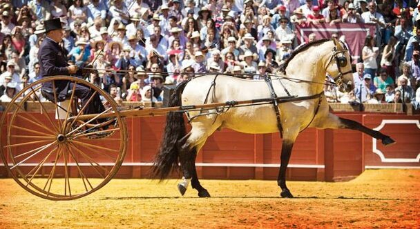 Enganches de Caballos ¿Cuáles son los tipos que existen?