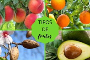 TIPOS de FRUTOS - Clasificación y características