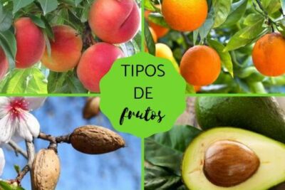 TIPOS de FRUTOS - Clasificación y características