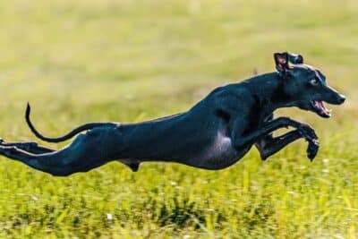 Galgo Italiano o Pequeño Lebrel Italiano: características ...