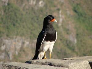 Aves, Ecología y Medio Ambiente: Aves peruanas en los primeros ...