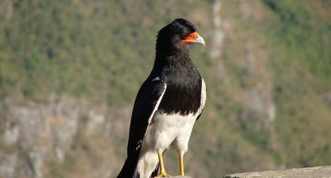 Aves, Ecología y Medio Ambiente: Aves peruanas en los primeros ...