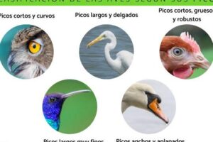 La Gaviota Se Eleva Imágenes y Fotos - 123RF