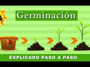 La Germinación | ¿Cómo Crece Una Planta? | Videos Educativos Para ...