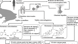 REVISTA DE EDUCACIÓN BIOQUÍMICA