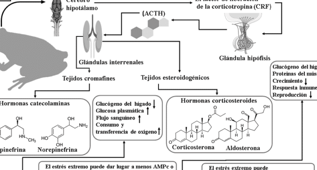 REVISTA DE EDUCACIÓN BIOQUÍMICA