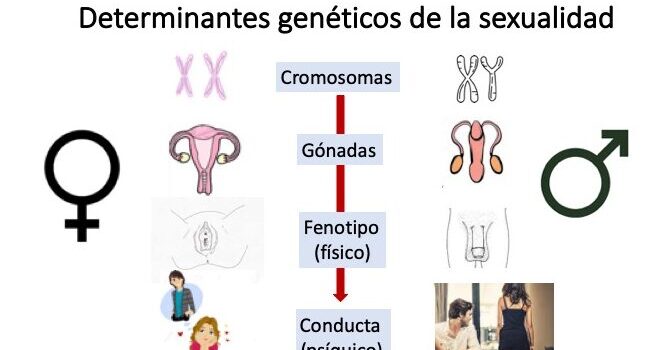 Sexo o Género: ¿qué dice la Genética? - Dr. Vicente Soriano