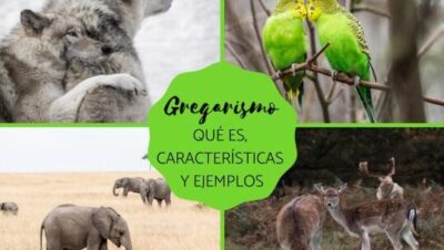 GREGARISMO - Qué es, características y EJEMPLOS