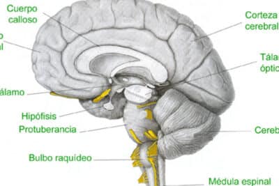 Bulbo raquídeo: estructura anatómica y funciones