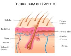 Qué es el folículo piloso? | Blog de Pilexil