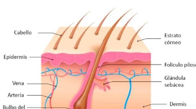 Qué es el folículo piloso? | Blog de Pilexil