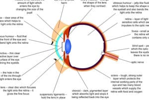 ᐅ Las 12 PARTES del OJO HUMANO: Conoce su Anatomía