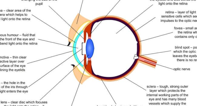 ᐅ Las 12 PARTES del OJO HUMANO: Conoce su Anatomía