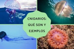 Cnidarios: características y ejemplos - Resumen