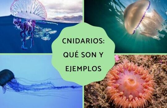 Cnidarios: características y ejemplos - Resumen