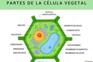 Qué está compuesta de celulosa: Conociendo la estructura de las ...