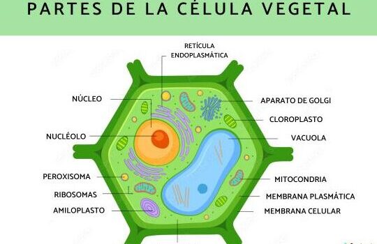 Qué está compuesta de celulosa: Conociendo la estructura de las ...