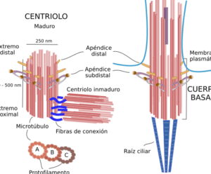 La célula. Ampliaciones. Vesículas. Atlas de Histología Vegetal y ...