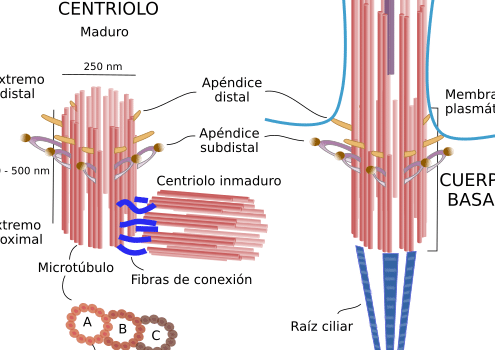 La célula. Ampliaciones. Vesículas. Atlas de Histología Vegetal y ...