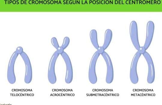 Cromosomas: qué son, tipos y partes - RESUMEN