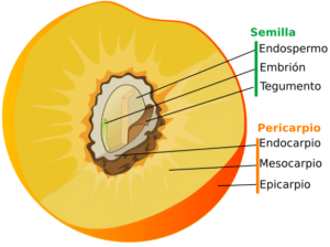 Fruto - Wikipedia, la enciclopedia libre