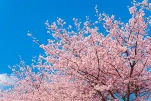 Todo lo que necesitas sobre Sakura – los cerezos en flor japoneses ...